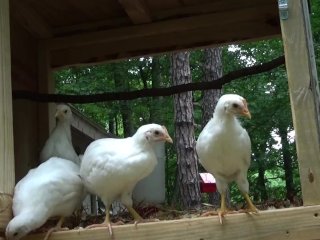 Cleaning my chick's house gave me a sneeze attack!