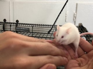 Lovely chunky fluff Cheese says hi everyone!