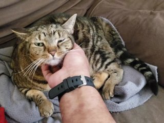 Fat Pussy Cat Gets Rubbed And Pet