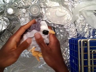 Playful Sings and Plays with! Washes Off Hands.