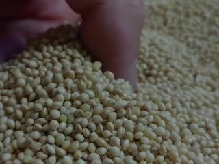 How I do Grain Spawn! (Deleted by Youtube)