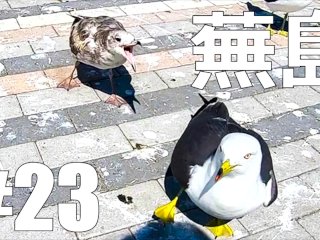 【仕事辞めて日本一周ツーリング Part23 青森県】蕪島・ウミネコ【モトブログ旅（リメイク）】