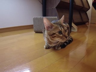 that invites you to play with  ....................