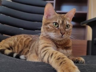 Furry bites you in intense play