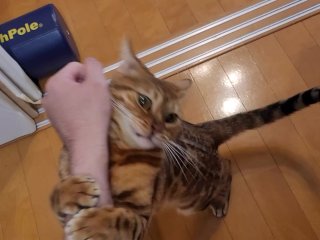 The kitty who feels your massage ........