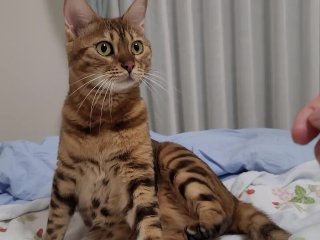 Cute kitty is looking forward to playing with you ... .