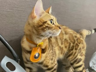 The collared pussycat will do her best for you ....... A kitty with a collar looks good on you.