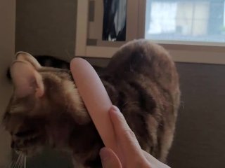Pussycat gets excited using a toy by the window ............... She gets excited that someone might