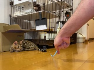 Leopard cat