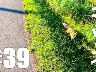 【仕事辞めて日本一周ツーリング Part39 北海道】キタキツネ・オロロンライン【モトブログ旅（リメイク）】