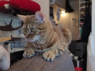 Relaxing on a Sunday morning with a lovely kitty .... Gazing at each other .......