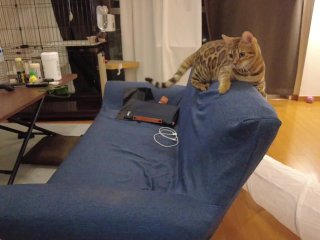 Kitty gets excited about a new toy ....... She gets so excited that she goes on a rampage.