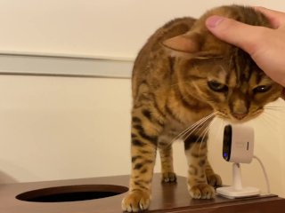 I peeked into her room and the stay at home kitty came up to me!