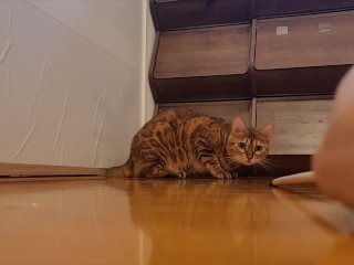 New toy review . Normally docile cat is so excited she jumps on it and won't let go!!!!!!!!