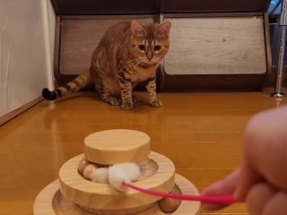 One toy is not enough for this. She plays comfortably with two toys.