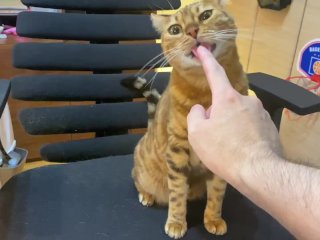 Intense play with a poor kitty who invites you