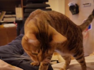 Hot kitty sucks deliciously on you ... . Pussy eating while staring at you
