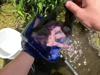 エビを取って素揚げにして食べる