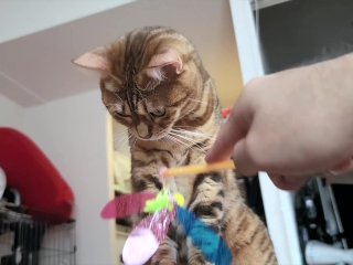 A toy that a quiet pussy sucks on.... Toy review