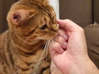kitty