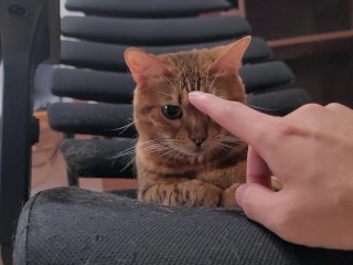 High-flying furry kitty feels nothing for what you do .... Ignored owner