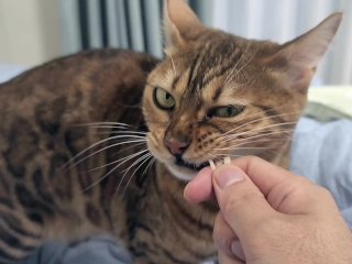 Sexy furry kitty tastes your stuff in bed.... The bed is sticky with her drool....