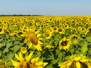 Fertility goddess caresses her pussy in a sunflower field